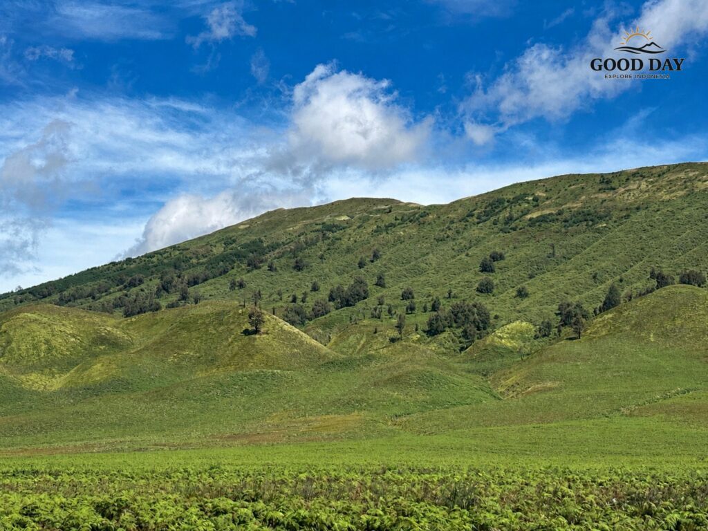 Green hills at Teletubbies Hill Mount Bromo East Java