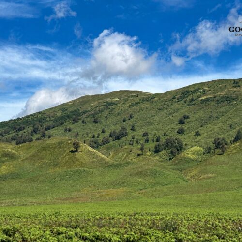 Green hills at Teletubbies Hill Mount Bromo East Java