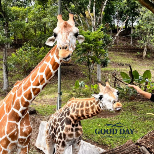 An adult giraffe and a young giraffe standing close to visitors at Taman Safari Bogor, surrounded by lush greenery in a natural open habitat.