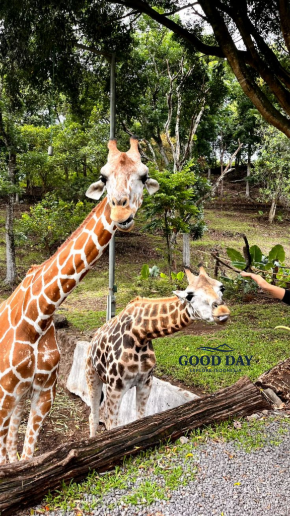 An adult giraffe and a young giraffe standing close to visitors at Taman Safari Bogor, surrounded by lush greenery in a natural open habitat.