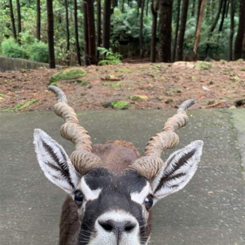 A blackbuck antelope with distinctive spiral horns standing near a safari vehicle at Taman Safari Bogor, surrounded by a lush pine forest landscape.
