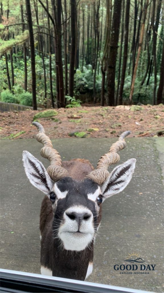 A blackbuck antelope with distinctive spiral horns standing near a safari vehicle at Taman Safari Bogor, surrounded by a lush pine forest landscape.