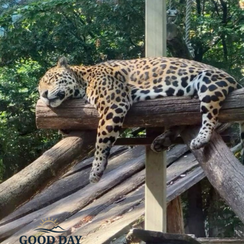 A jaguar resting on a wooden platform inside its enclosure at Taman Safari Bogor, Indonesia, surrounded by lush tropical forest vegetation.