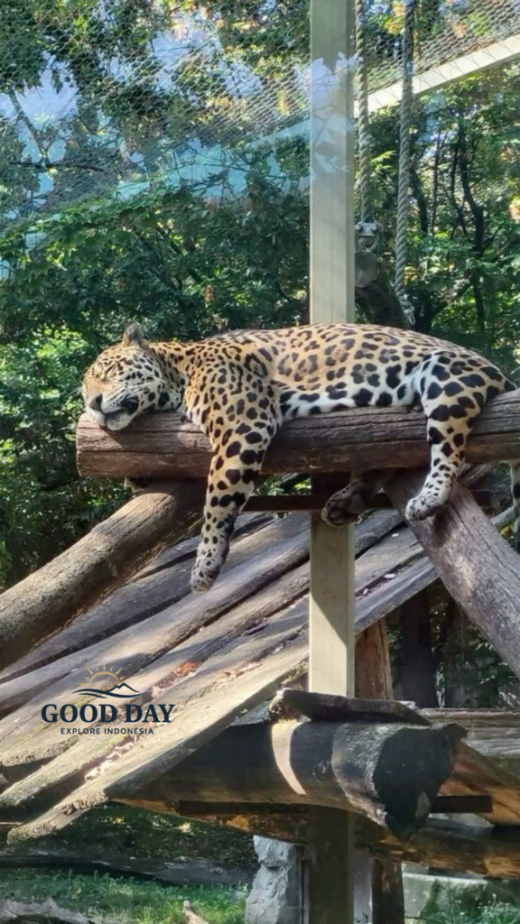 A jaguar resting on a wooden platform inside its enclosure at Taman Safari Bogor, Indonesia, surrounded by lush tropical forest vegetation.