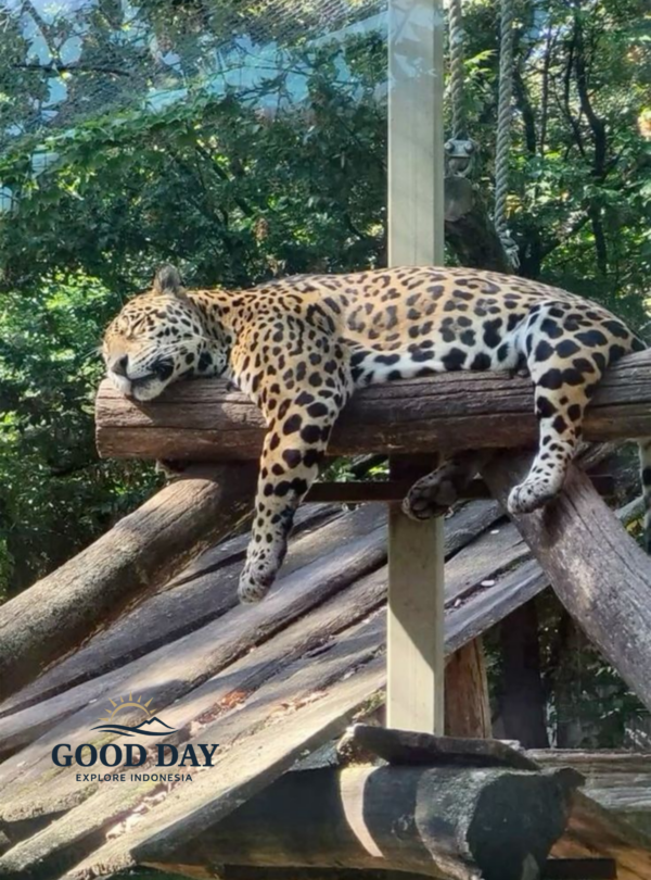A jaguar resting on a wooden platform inside its enclosure at Taman Safari Bogor, Indonesia, surrounded by lush tropical forest vegetation.
