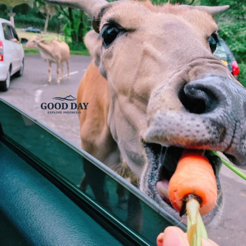 A visitor feeds a carrot to a friendly cow through a car window during a safari drive at Taman Safari Bogor, Indonesia.