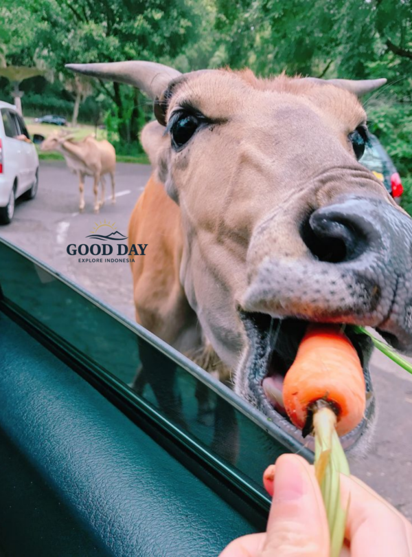 A visitor feeds a carrot to a friendly cow through a car window during a safari drive at Taman Safari Bogor, Indonesia.