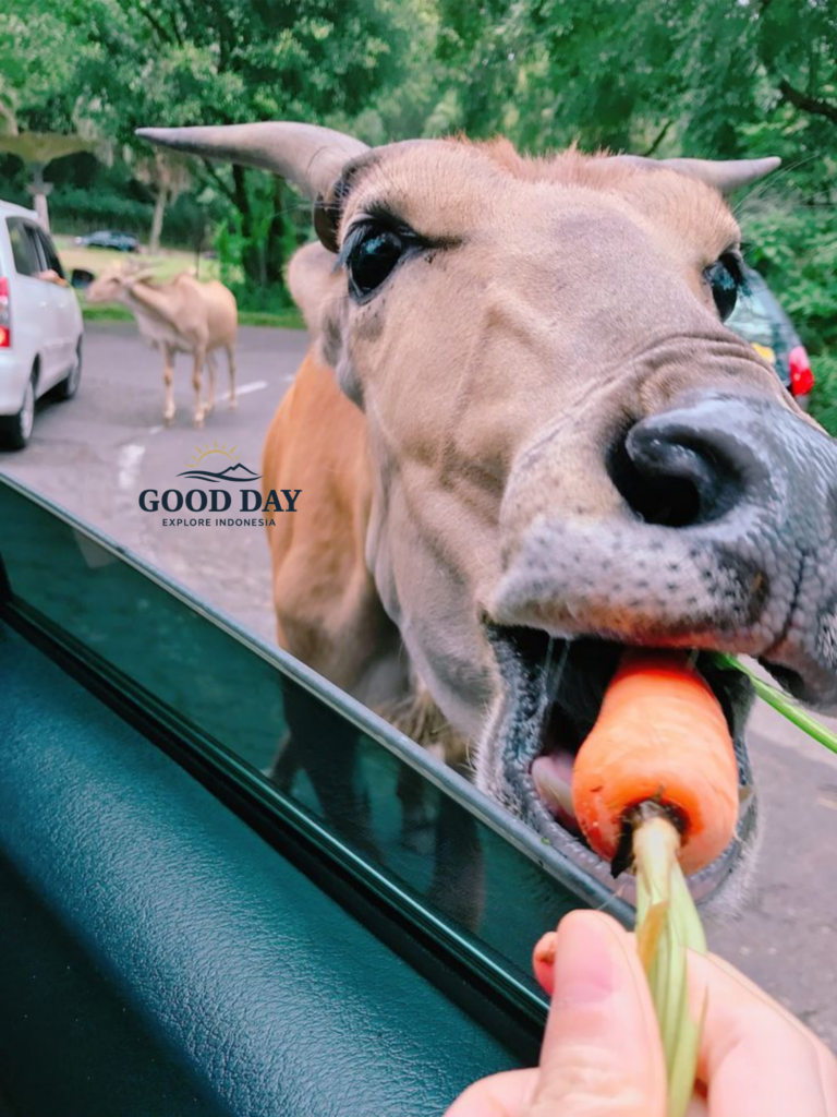 A visitor feeds a carrot to a friendly cow through a car window during a safari drive at Taman Safari Bogor, Indonesia.