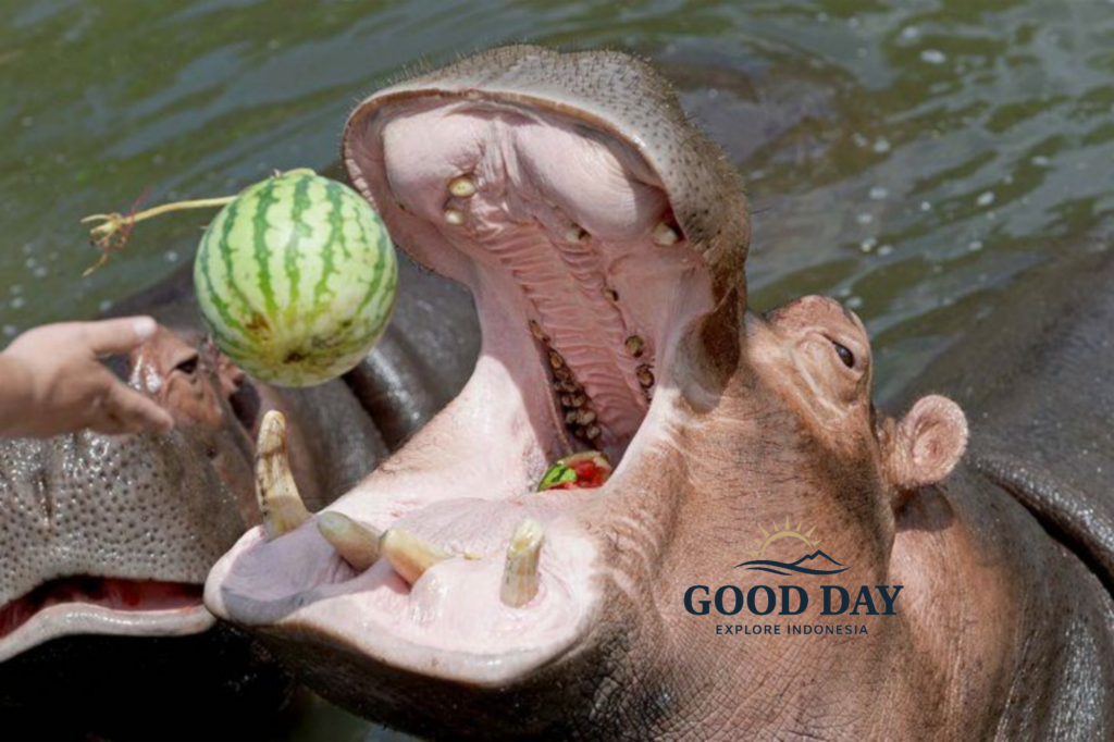 A hippopotamus opens its mouth wide while being fed a watermelon at Taman Safari Bogor, showcasing a close-up wildlife interaction in Indonesia.