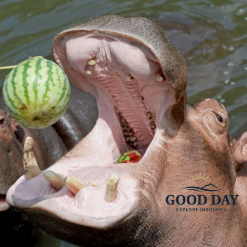 A hippopotamus opens its mouth wide while being fed a watermelon at Taman Safari Bogor, showcasing a close-up wildlife interaction in Indonesia.