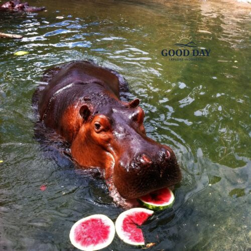 A hippopotamus swimming in a pond while eating watermelon slices during a feeding session at Taman Safari Bogor, Indonesia.