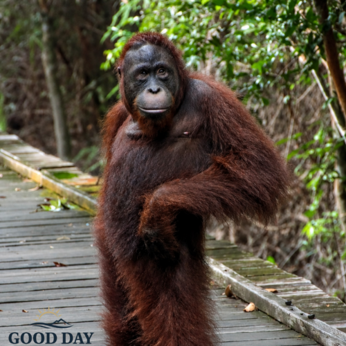 Orangutan walking along a wooden boardwalk at Taman Safari Bogor, surrounded by lush tropical rainforest vegetation. The endangered great ape is captured in a naturalistic habitat, showcasing Indonesia's incredible wildlife and conservation efforts.
