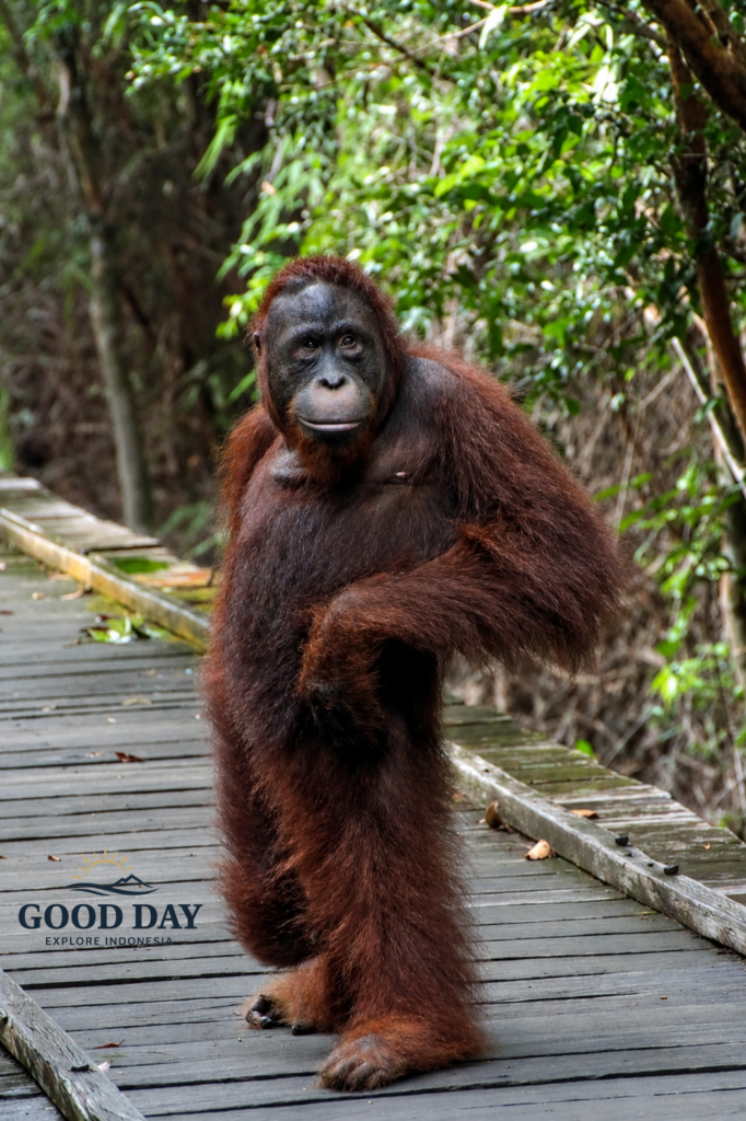 Orangutan walking along a wooden boardwalk at Taman Safari Bogor, surrounded by lush tropical rainforest vegetation. The endangered great ape is captured in a naturalistic habitat, showcasing Indonesia's incredible wildlife and conservation efforts.