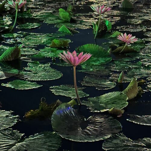 Beautiful pink lotus flowers blooming on a calm pond at night, surrounded by green lily pads reflecting soft colorful lights on the water surface.