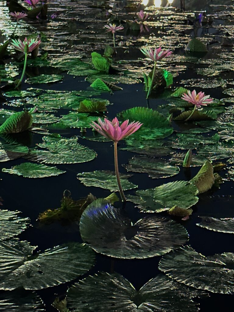Beautiful pink lotus flowers blooming on a calm pond at night, surrounded by green lily pads reflecting soft colorful lights on the water surface.