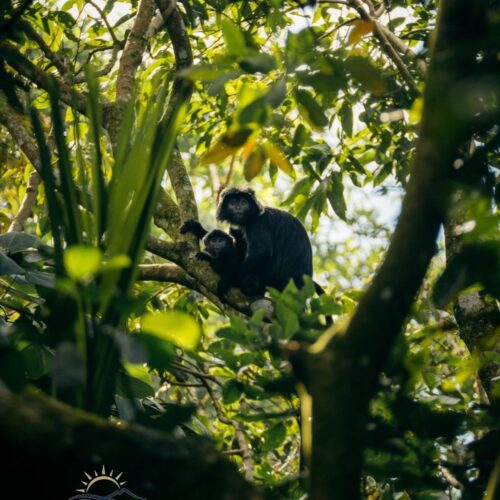 A rare black monkey and its baby resting on a tree branch in Tetebatu Monkey Forest, Lombok, surrounded by lush tropical rainforest and dense green vegetation near Mount Rinjani.