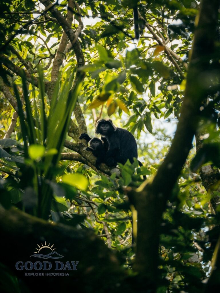 A rare black monkey and its baby resting on a tree branch in Tetebatu Monkey Forest, Lombok, surrounded by lush tropical rainforest and dense green vegetation near Mount Rinjani.