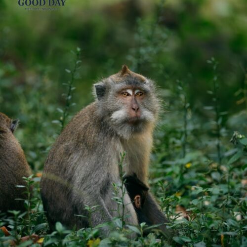 Long-tailed macaque mother and her baby resting in the lush tropical forest of Lombok, Indonesia, surrounded by green vegetation and natural wildlife habitat.