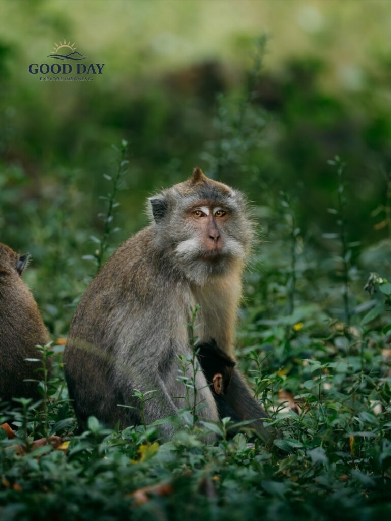 Long-tailed macaque mother and her baby resting in the lush tropical forest of Lombok, Indonesia, surrounded by green vegetation and natural wildlife habitat.
