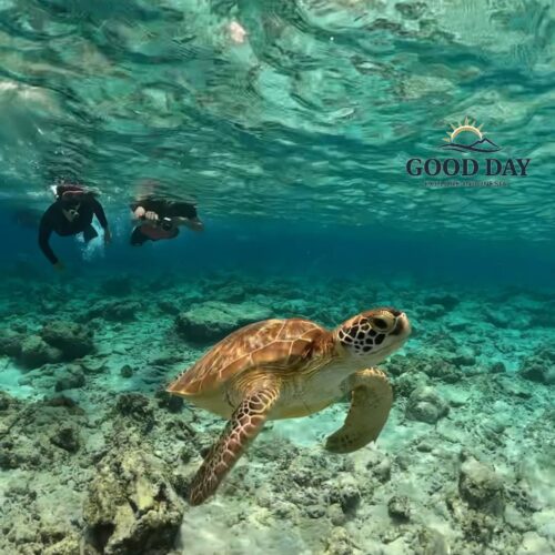 Sea turtle swimming above a colorful coral reef near Gili Nanggu, Lombok, while snorkelers observe from the crystal-clear turquoise waters. A breathtaking underwater scene showcasing Lombok’s rich marine biodiversity.
