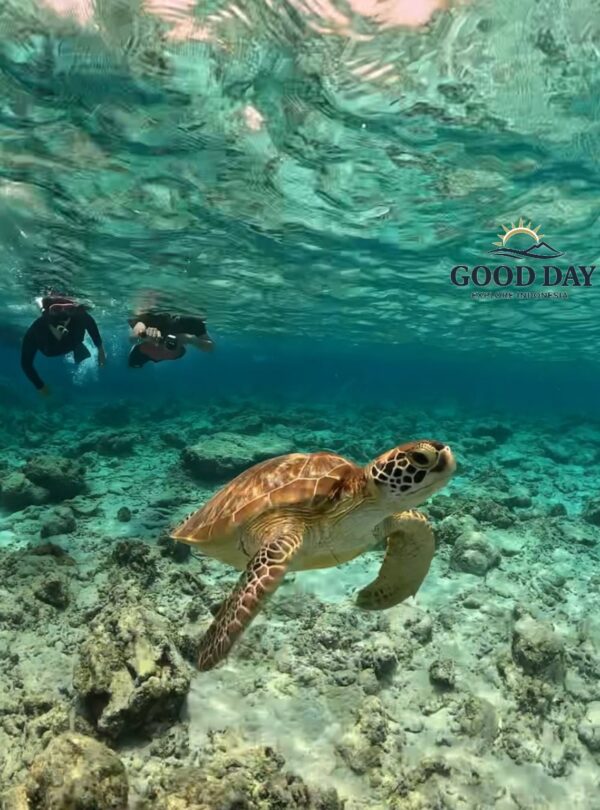 Sea turtle swimming above a colorful coral reef near Gili Nanggu, Lombok, while snorkelers observe from the crystal-clear turquoise waters. A breathtaking underwater scene showcasing Lombok’s rich marine biodiversity.
