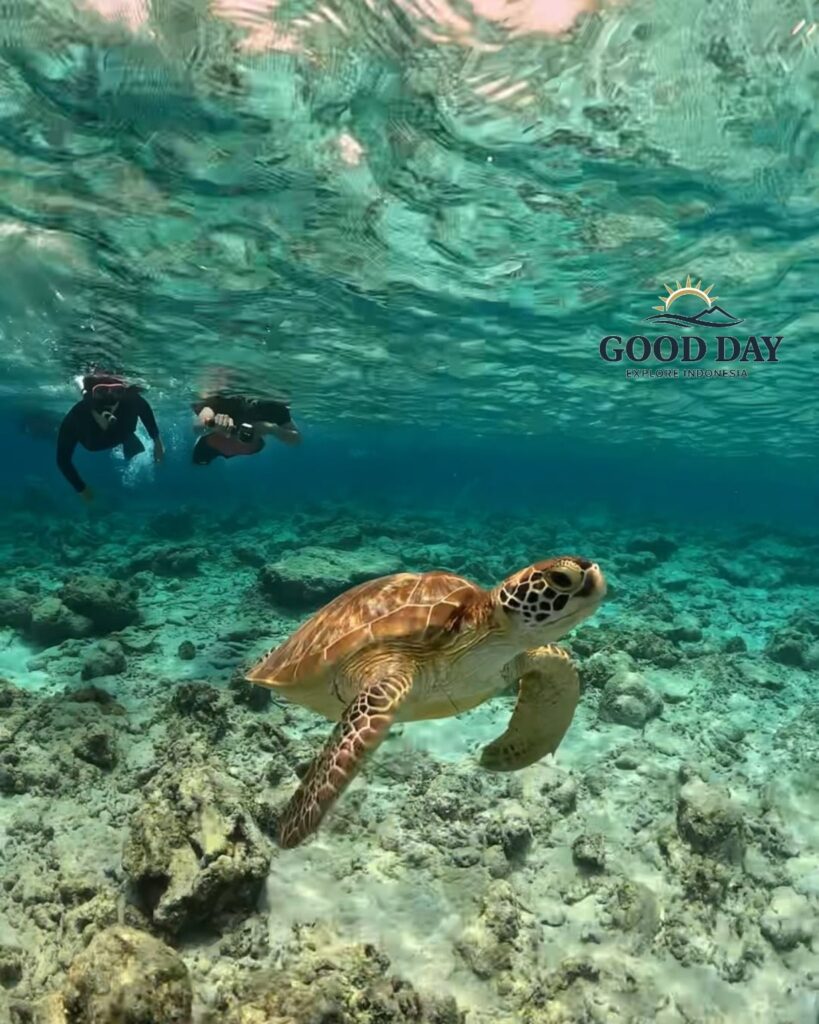 Sea turtle swimming above a colorful coral reef near Gili Nanggu, Lombok, while snorkelers observe from the crystal-clear turquoise waters. A breathtaking underwater scene showcasing Lombok’s rich marine biodiversity.