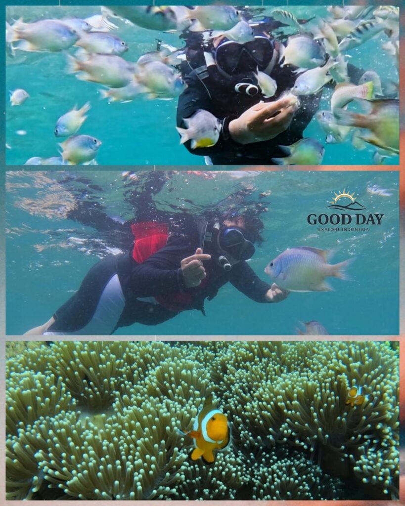 Snorkeling experience at Gili Gambir, Lombok, featuring colorful tropical fish swimming around snorkelers, vibrant coral reefs, and clownfish living among sea anemones in crystal-clear turquoise waters.