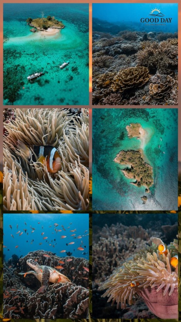 Collage showcasing the marine beauty of Gili Petelu in East Lombok, Indonesia, featuring crystal-clear turquoise waters, vibrant coral reefs, clownfish in sea anemones, sea turtles, tropical marine life, and aerial views of small unspoiled islands surrounded by pristine ocean.