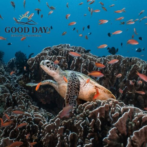 A sea turtle swimming gracefully above a vibrant coral reef at Gili Petelu, Lombok, surrounded by colorful tropical fish and crystal-clear blue waters. This pristine underwater ecosystem showcases one of Lombok’s best snorkeling and marine wildlife destinations.