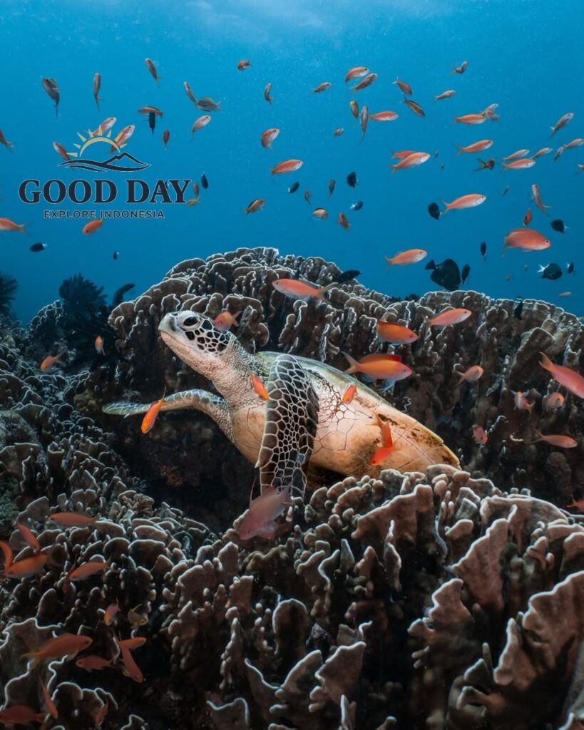 A sea turtle swimming gracefully above a vibrant coral reef at Gili Petelu, Lombok, surrounded by colorful tropical fish and crystal-clear blue waters. This pristine underwater ecosystem showcases one of Lombok’s best snorkeling and marine wildlife destinations.