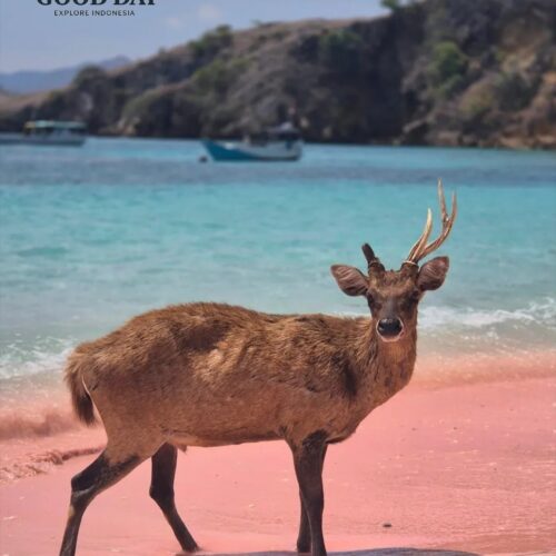 A deer standing on the unique pink sand shoreline of Pink Beach Lombok, surrounded by crystal-clear turquoise waters and scenic coastal hills. This rare and picturesque scene highlights the natural beauty and wildlife of one of Indonesia’s most extraordinary beach destinations.