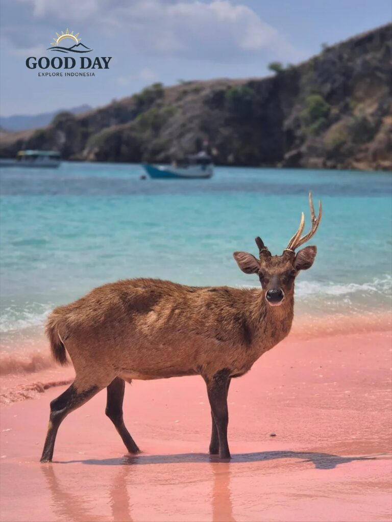 A deer standing on the unique pink sand shoreline of Pink Beach Lombok, surrounded by crystal-clear turquoise waters and scenic coastal hills. This rare and picturesque scene highlights the natural beauty and wildlife of one of Indonesia’s most extraordinary beach destinations.