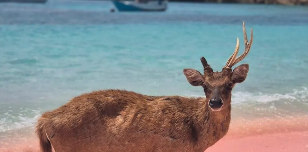 A deer standing on the unique pink sand shoreline of Pink Beach Lombok, surrounded by crystal-clear turquoise waters and scenic coastal hills. This rare and picturesque scene highlights the natural beauty and wildlife of one of Indonesia’s most extraordinary beach destinations.