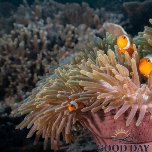 Colorful clownfish swimming among a healthy sea anemone at Gili Petelu, Lombok, Indonesia. Surrounded by vibrant coral reefs and crystal-clear tropical waters, this underwater scene showcases the rich marine biodiversity and world-class snorkeling experiences of East Lombok.