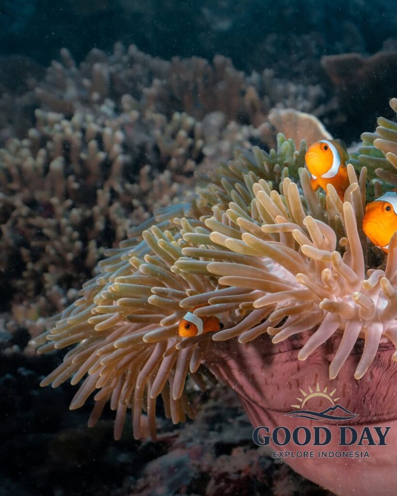 Colorful clownfish swimming among a healthy sea anemone at Gili Petelu, Lombok, Indonesia. Surrounded by vibrant coral reefs and crystal-clear tropical waters, this underwater scene showcases the rich marine biodiversity and world-class snorkeling experiences of East Lombok.