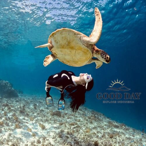 A sea turtle gracefully swimming above a snorkeler in the crystal-clear waters of Gili Meno, Lombok, Indonesia. Surrounded by vibrant coral reefs and pristine marine habitat, this unforgettable underwater encounter showcases one of the best snorkeling experiences in the Gili Islands.