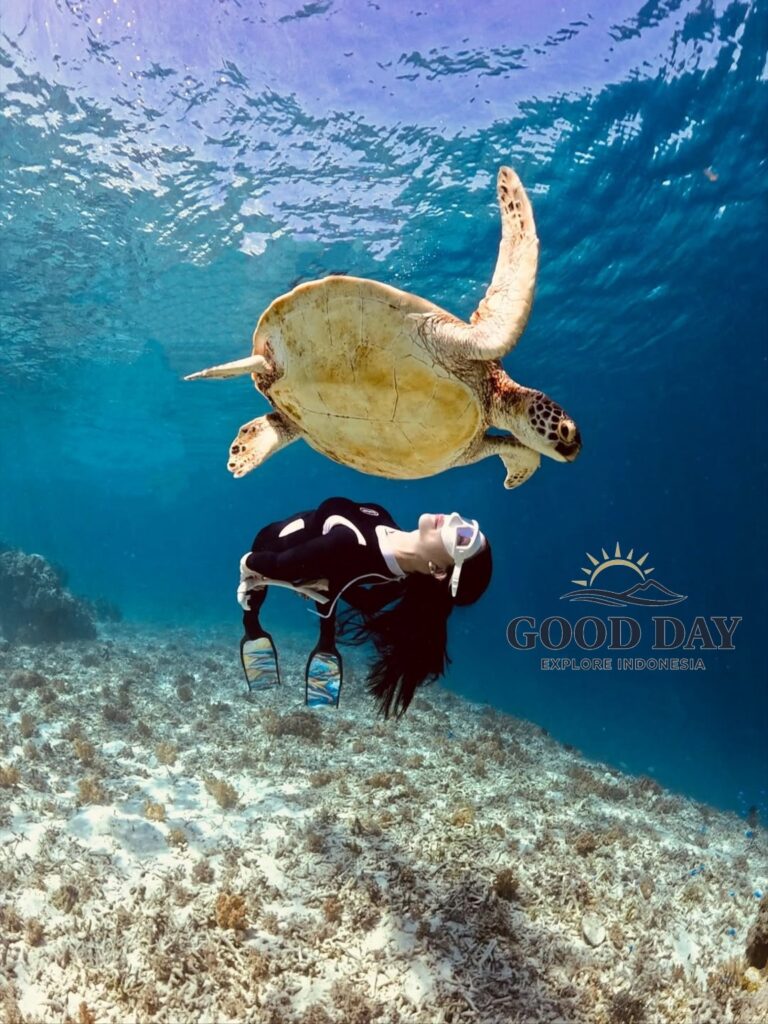 A sea turtle gracefully swimming above a snorkeler in the crystal-clear waters of Gili Meno, Lombok, Indonesia. Surrounded by vibrant coral reefs and pristine marine habitat, this unforgettable underwater encounter showcases one of the best snorkeling experiences in the Gili Islands.