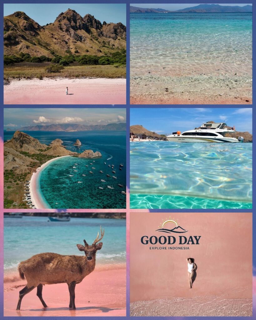 A stunning collage of Pink Beach in Lombok featuring the island’s famous pink-colored sand, crystal-clear turquoise waters, dramatic coastal hills, luxury boats, and a deer walking along the shoreline. The images showcase one of Indonesia’s most unique beaches and a must-visit destination in Komodo and East Lombok island-hopping adventures.