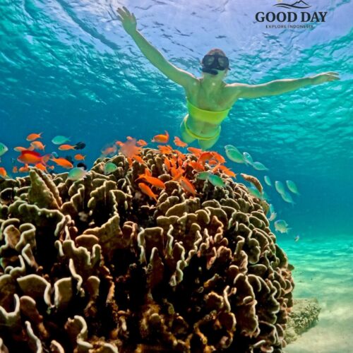 Snorkeler exploring a vibrant coral reef in Lombok, Indonesia, surrounded by colorful tropical fish in crystal-clear turquoise water. The healthy coral ecosystem and abundant marine life showcase one of Lombok’s best snorkeling destinations.