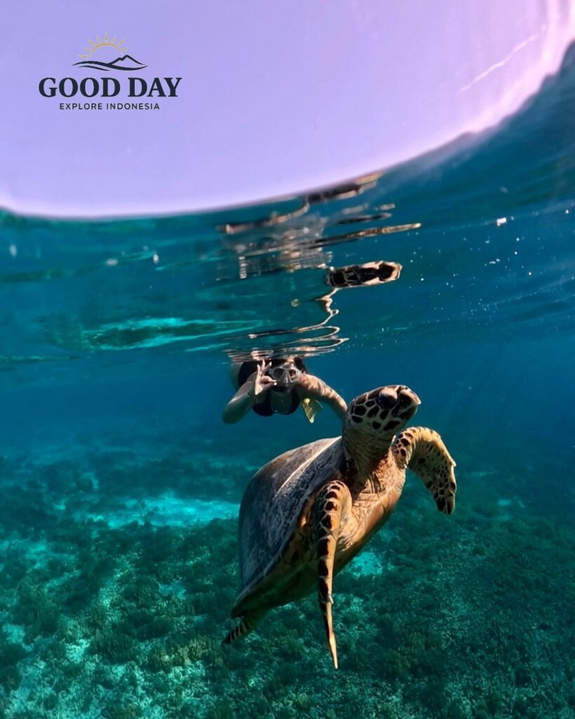 Snorkeler swimming with a sea turtle in the crystal-clear turquoise waters of Gili Islands, Lombok, Indonesia, showcasing vibrant coral reefs and unforgettable marine life encounters.