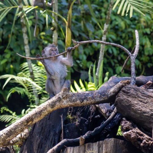 Long-tailed macaque monkey standing on a fallen tree trunk while holding a branch in a lush tropical rainforest. Surrounded by dense green vegetation, the curious wild primate showcases the rich biodiversity and natural beauty of Indonesia’s jungle ecosystem.