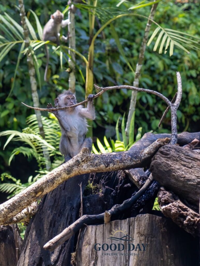 Long-tailed macaque monkey standing on a fallen tree trunk while holding a branch in a lush tropical rainforest. Surrounded by dense green vegetation, the curious wild primate showcases the rich biodiversity and natural beauty of Indonesia’s jungle ecosystem.