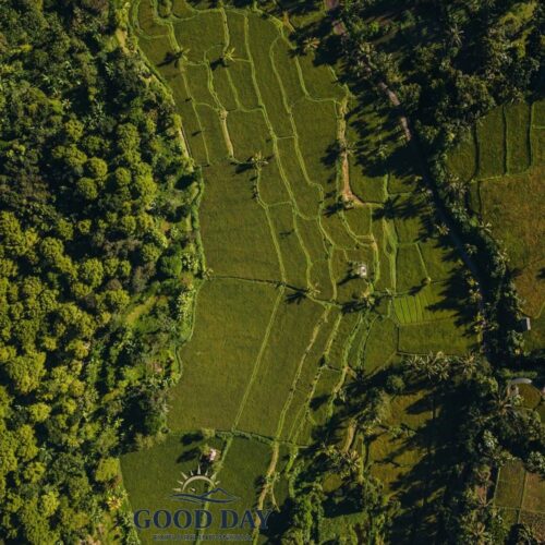 Aerial drone view of lush green rice fields and tropical forest in Tetebatu Village, East Lombok, Indonesia, surrounded by palm trees and rural countryside landscapes.
