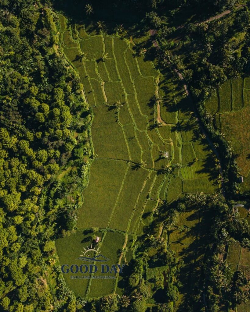 Aerial drone view of lush green rice fields and tropical forest in Tetebatu Village, East Lombok, Indonesia, surrounded by palm trees and rural countryside landscapes.