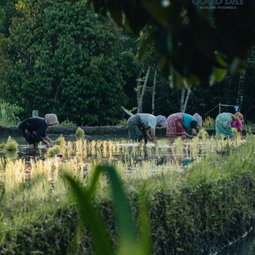 Local farmers planting rice seedlings in the lush rice fields of Tetebatu, Lombok. Surrounded by tropical greenery and traditional agricultural landscapes, this scene captures the authentic rural life and farming culture of Lombok, Indonesia