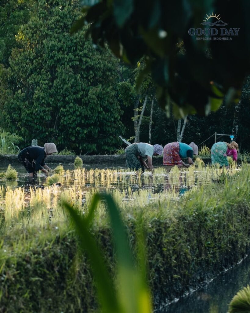 Local farmers planting rice seedlings in the lush rice fields of Tetebatu, Lombok. Surrounded by tropical greenery and traditional agricultural landscapes, this scene captures the authentic rural life and farming culture of Lombok, Indonesia