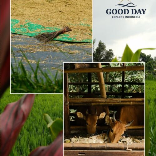 Traditional rural farming scene in Indonesia featuring lush green rice fields, harvested rice grains drying on a mat with a hand broom, and cows feeding in a bamboo barn. This collage highlights sustainable agriculture, rice cultivation, and village life in the Indonesian countryside.