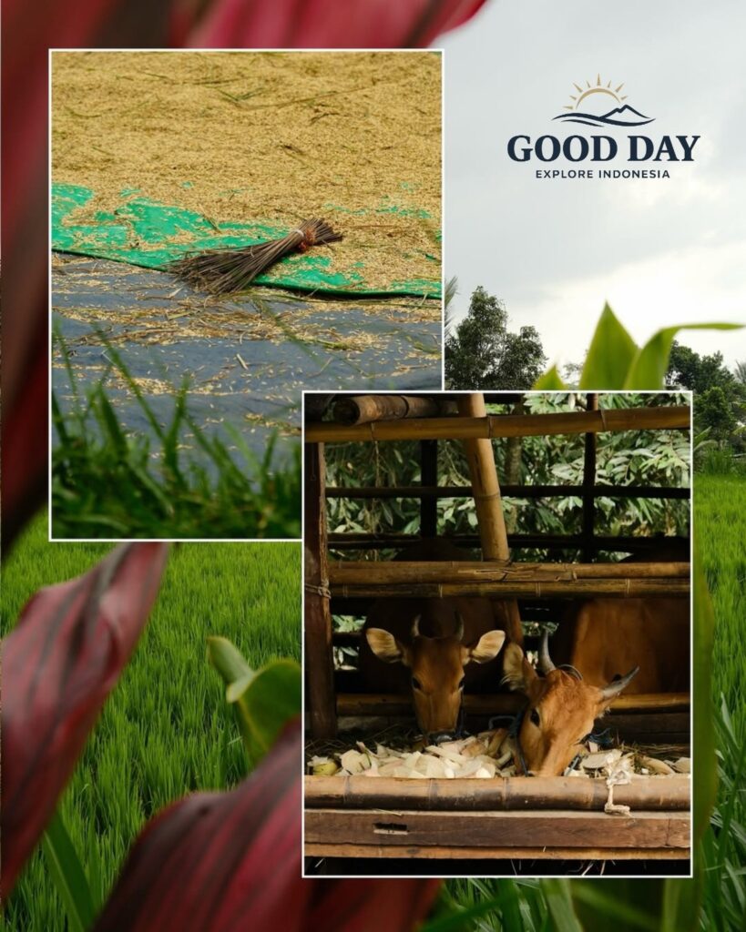 Traditional rural farming scene in Indonesia featuring lush green rice fields, harvested rice grains drying on a mat with a hand broom, and cows feeding in a bamboo barn. This collage highlights sustainable agriculture, rice cultivation, and village life in the Indonesian countryside.