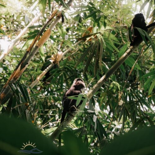 Wild monkeys resting and climbing among dense bamboo trees in a tropical rainforest. Surrounded by lush green foliage and natural sunlight, the primates showcase the rich biodiversity and untouched beauty of Indonesia’s jungle ecosystem.