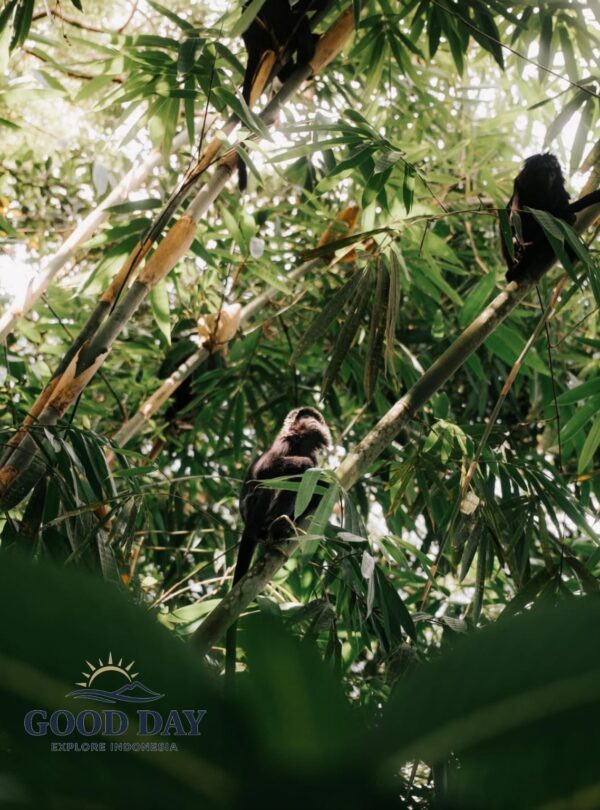 Wild monkeys resting and climbing among dense bamboo trees in a tropical rainforest. Surrounded by lush green foliage and natural sunlight, the primates showcase the rich biodiversity and untouched beauty of Indonesia’s jungle ecosystem.